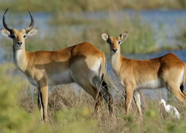 Antílopes en el Parque Nacional de Chobe