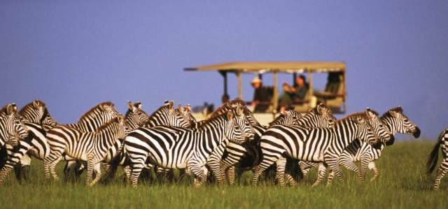 Cebras en el safari de Parque Nacional de Chobe