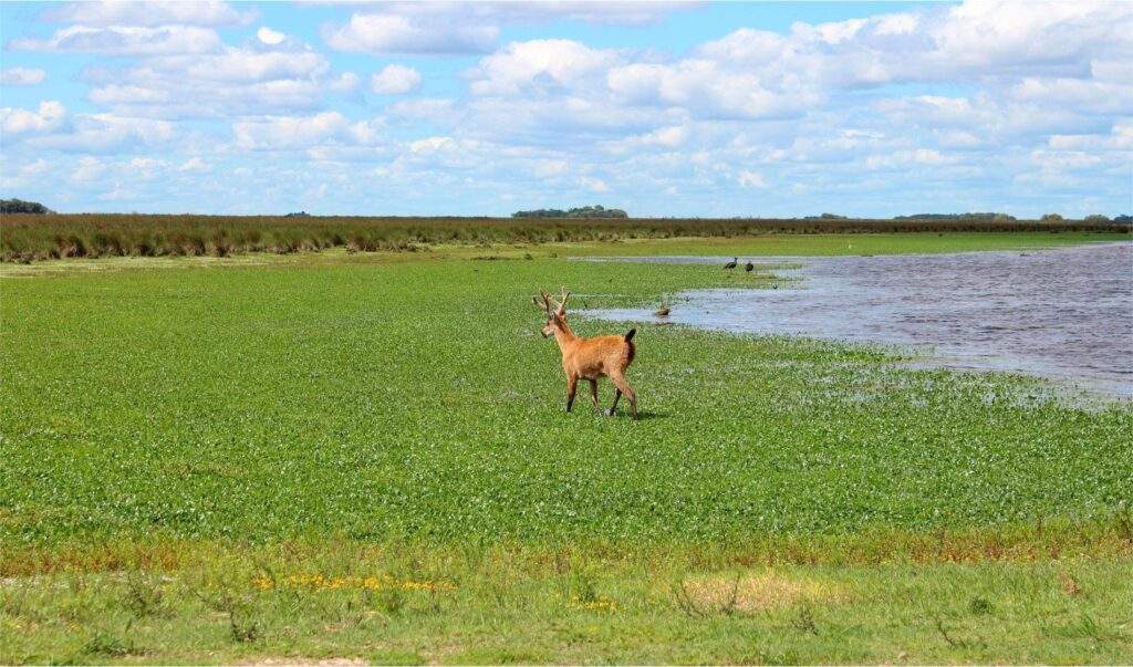 Parque Nacional Ciervo de los Pantanos