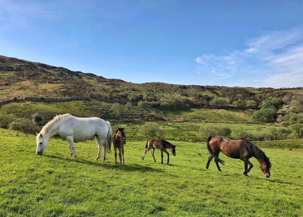 Caballos pastando en el Parque Nacional de Connemara, Irlanda