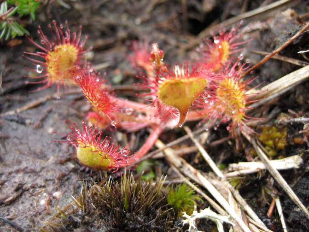 Flora de Connemara, Irlanda