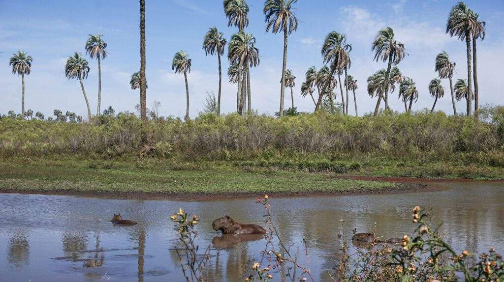 Parque Nacional El Palmar