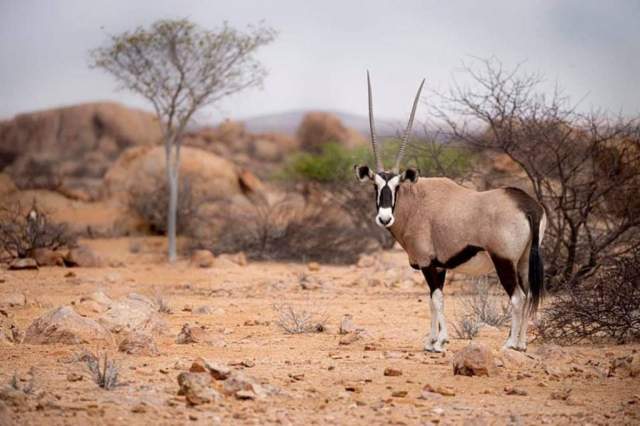 Parque Nacional Iona: animales salvajes