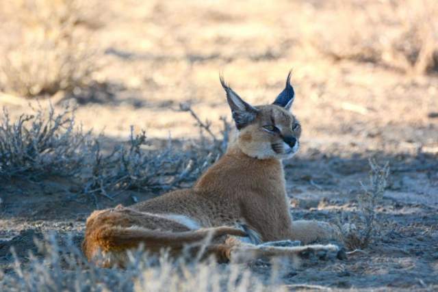 Fauna del Parque Nacional Kgalagadi