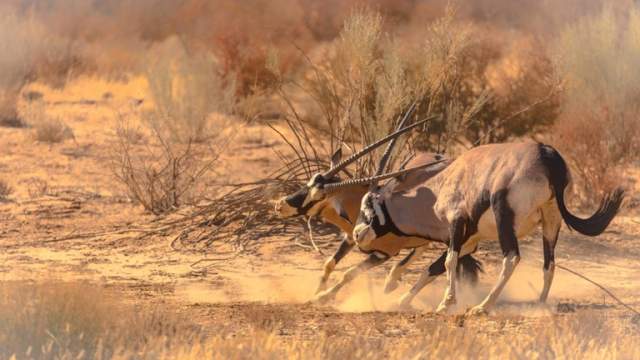 Fauna del Parque Nacional Kgalagadi