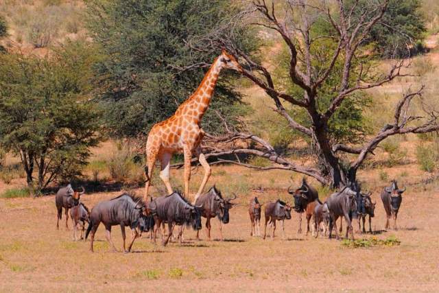 Fauna del Parque Nacional Kgalagadi