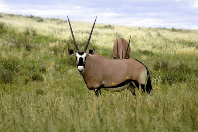 Fauna del Parque Nacional Kgalagadi