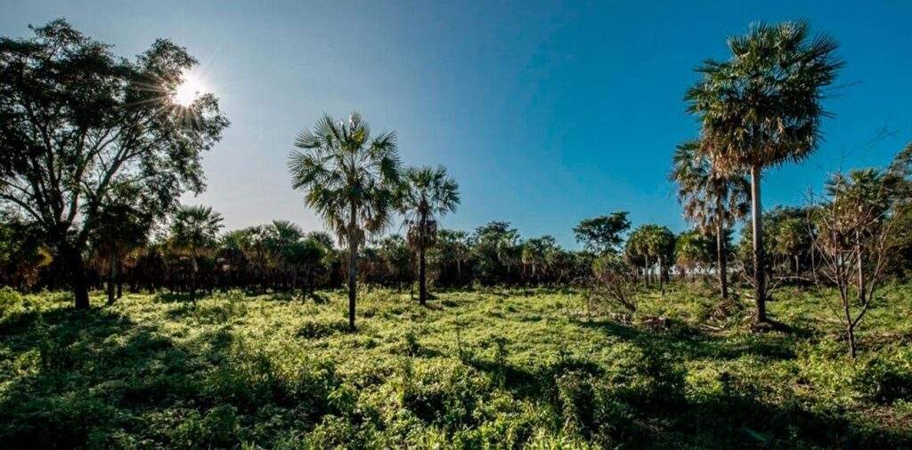 Parque Nacional Laguna El Palmar