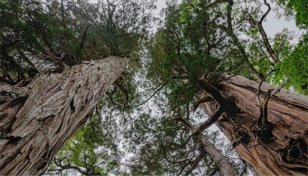 Parque Nacional Los Alerces