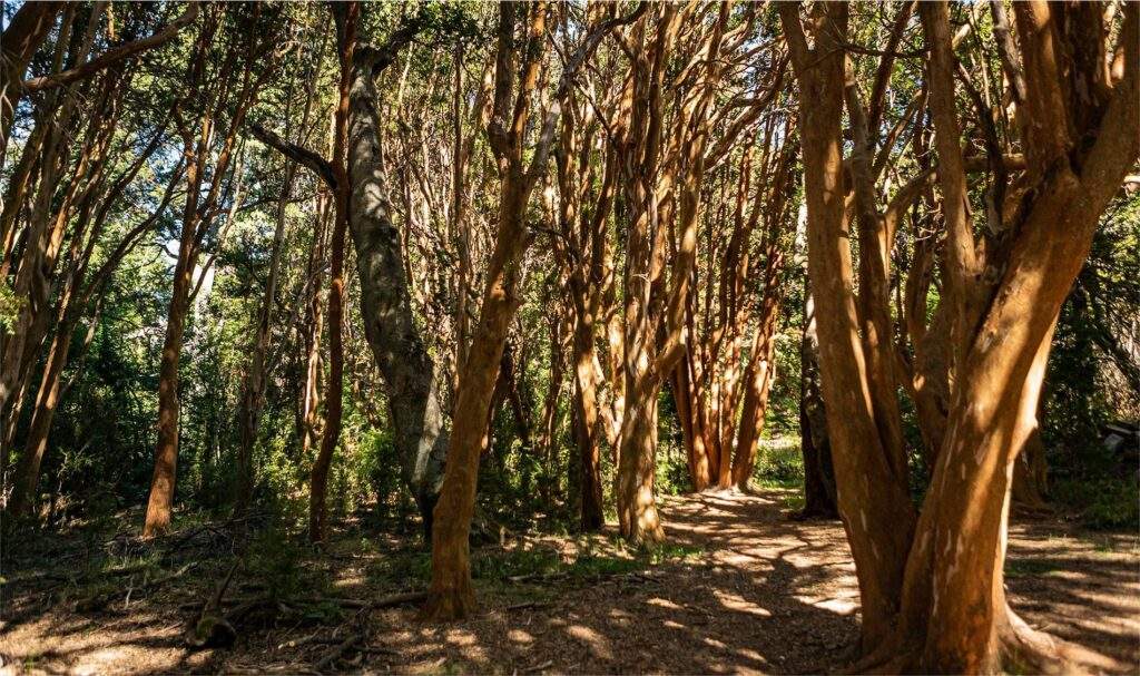 Parque Nacional Los Arrayanes