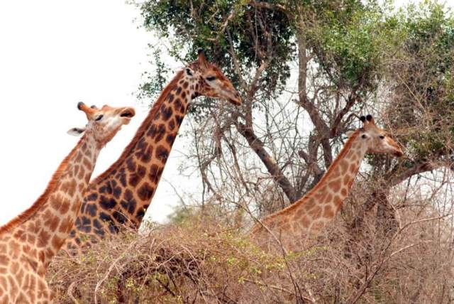 Parque Nacional Luengue-Luiana: jirafas alimentándose