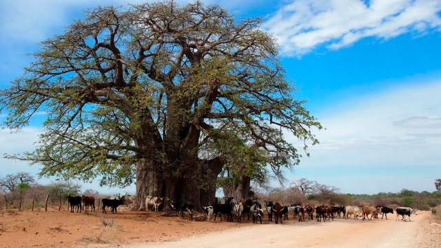 Parque Nacional Luengue-Luiana: árbol Baobab gigante