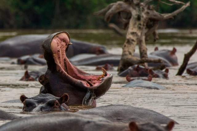 Parque Nacional Luengue-Luiana en Angola, África