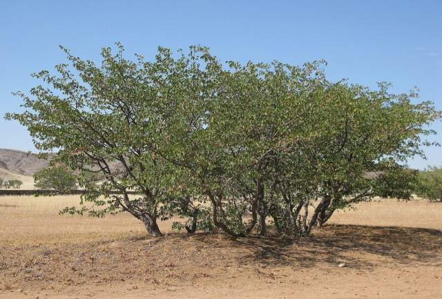 Parque Nacional Luengue-Luiana: Mopane