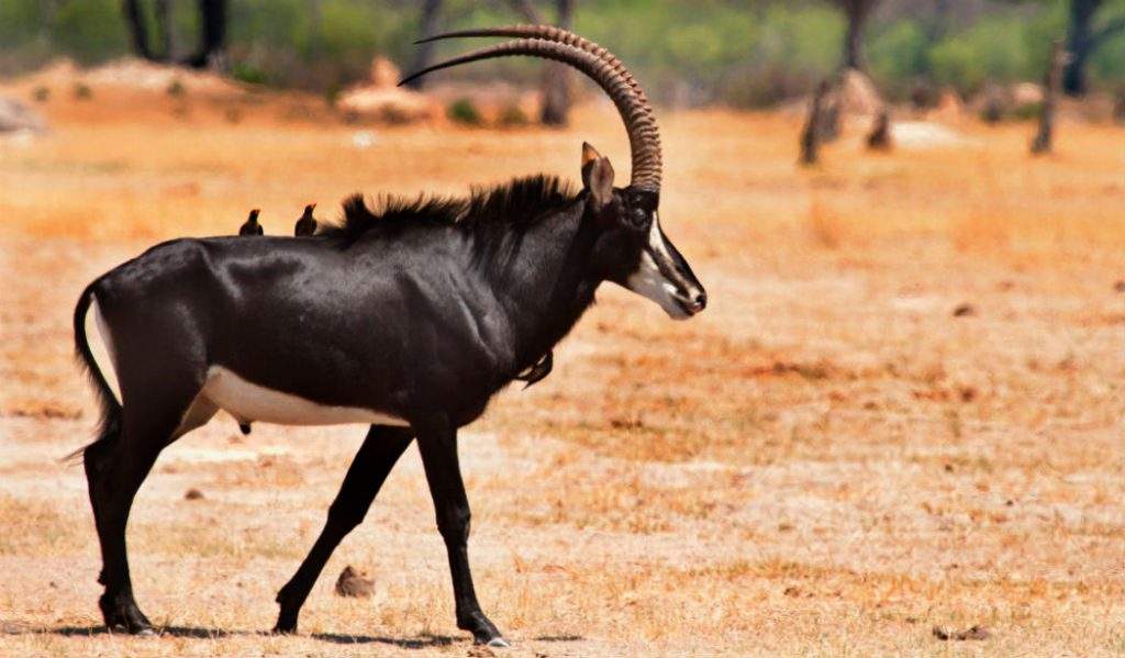 Parque Nacional Luengue-Luiana: Palanca Negra gigante