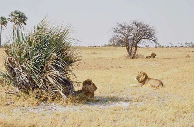 Parque Nacional de Makgadikgadi