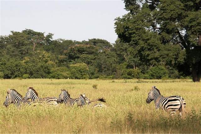 Parque Nacional de Mupa: cebras