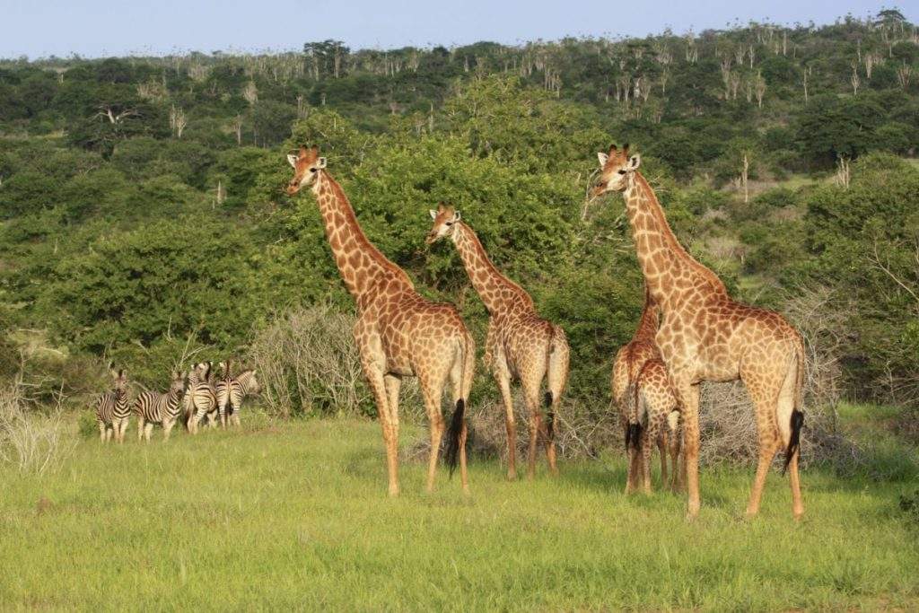 Parque Nacional Luende Mupa en Angola, África