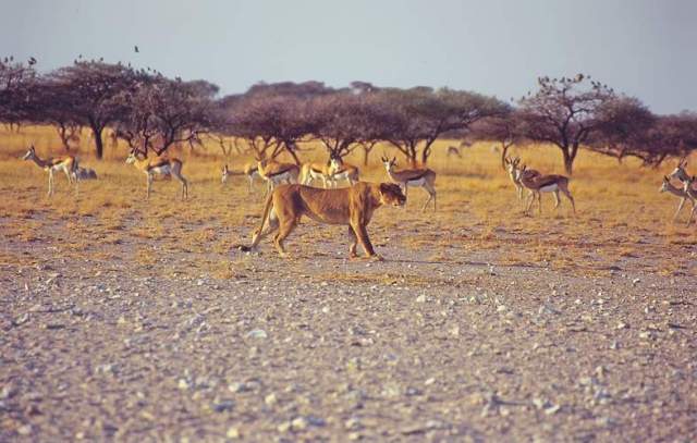 Parque Nacional Nxai Pan