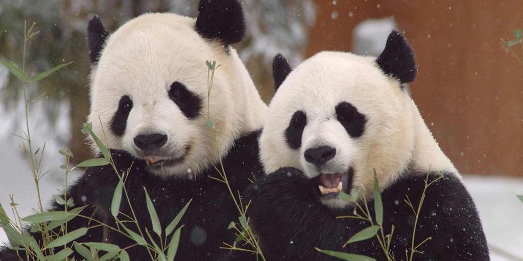 Parque Nacional del Panda Gigante: Guía de Visitas, Alojamientos, Restaurantes