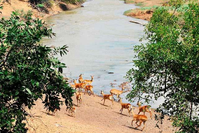 Fauna de el Parque Nacional de Pendjari