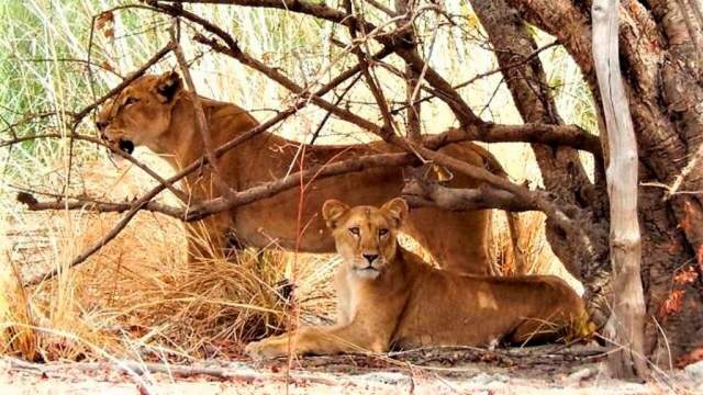 Leones bajo la sombra de un árbol en el Parque Nacional de Pendjari