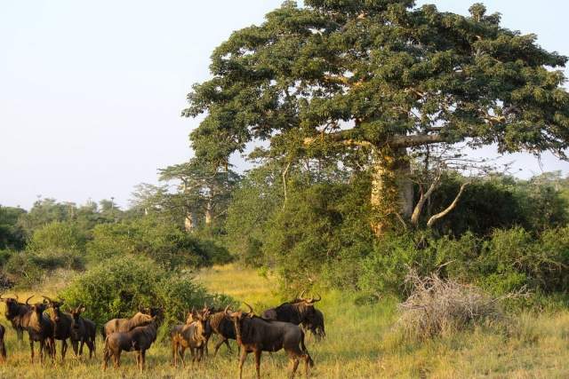 Parque Nacional Quiçama (Kissama)