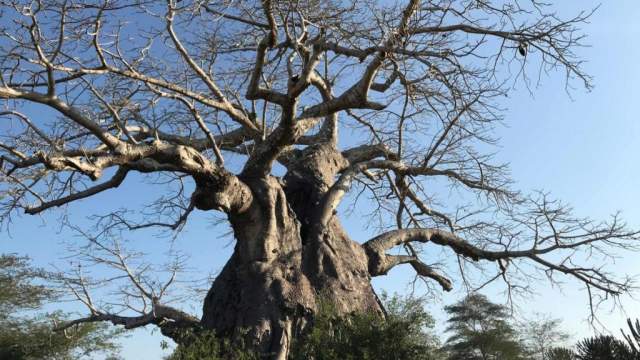 Parque Nacional Quiçama: arbol baobabs