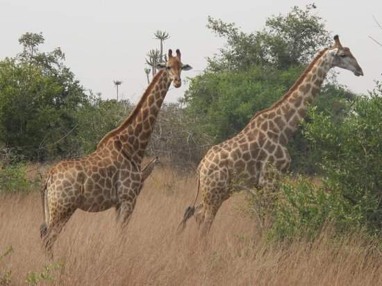 Parque Nacional Quiçama: jirafas