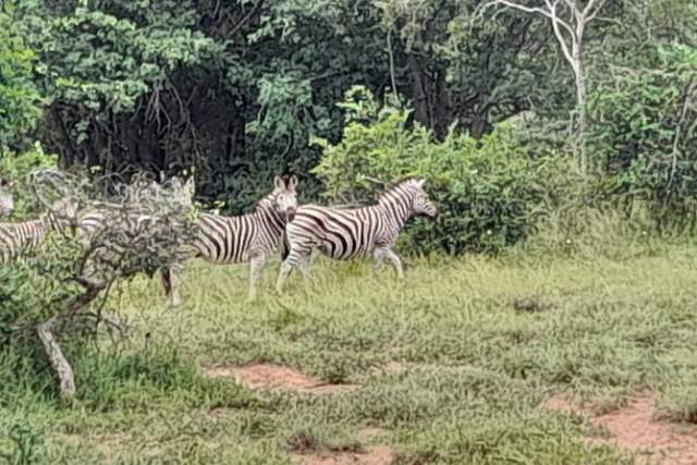 Parque Nacional Quiçama: cebras