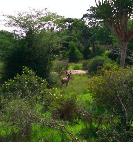 Parque Nacional Quiçama: antílope