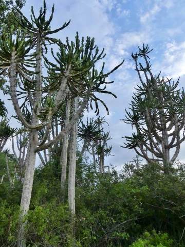 Parque Nacional Quiçama: vegetación