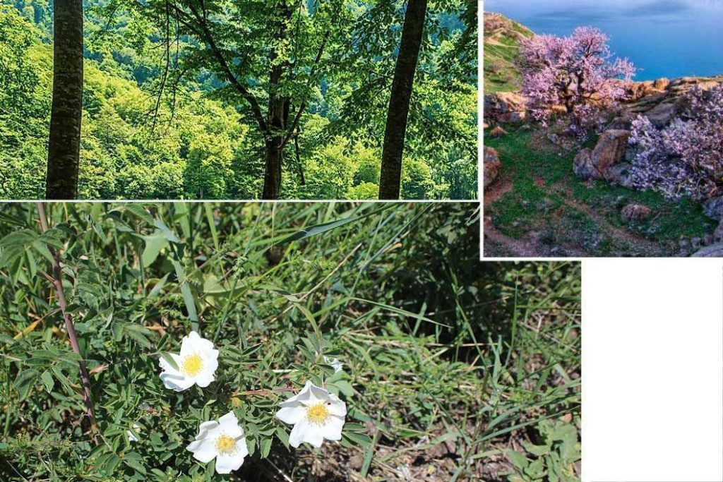 Flora del Parque Nacional Sevan, Armenia