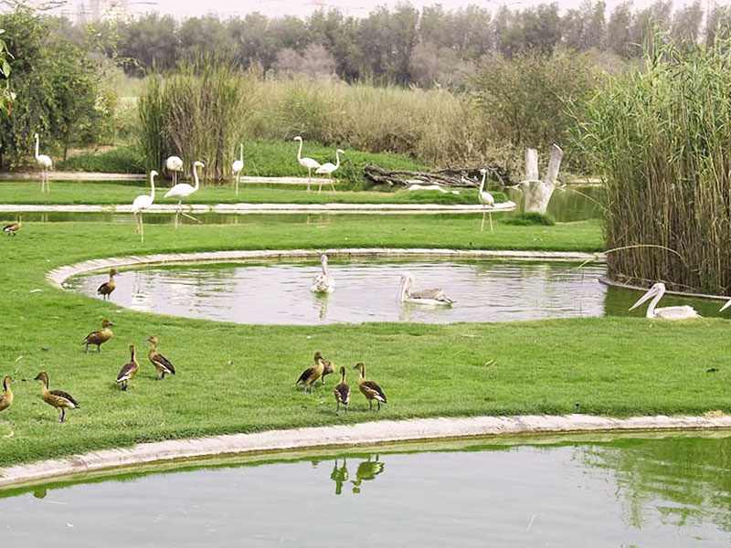 El lago con patos en el Parque Nacional de Sharjah, Emiratos Árabes Unidos