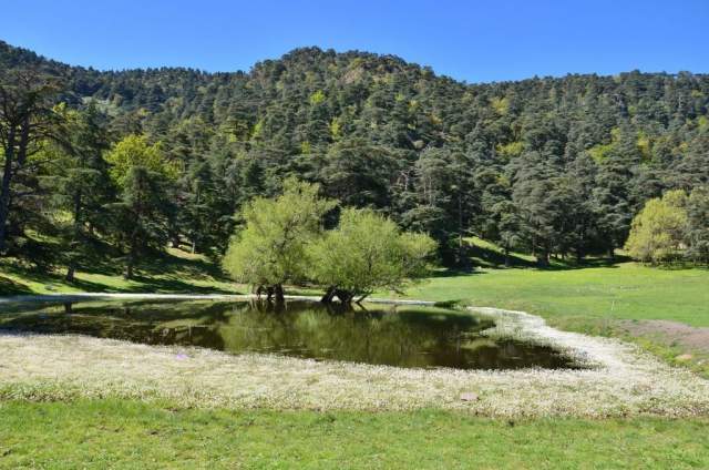 Parque Nacional Théniet El Had