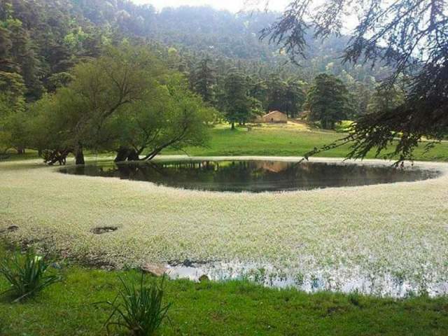 Parque Nacional Théniet El Had