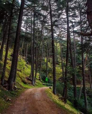 Parque Nacional Théniet El Had