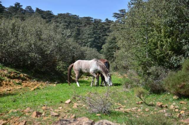 Parque Nacional Théniet El Had