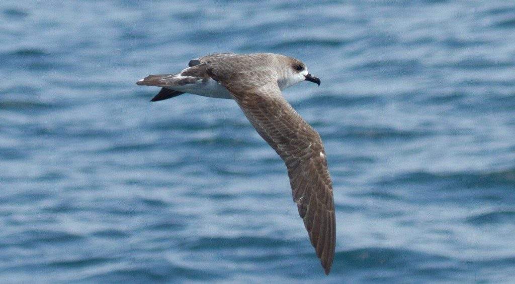 Petrel en Archipiélago de Juan Fernández