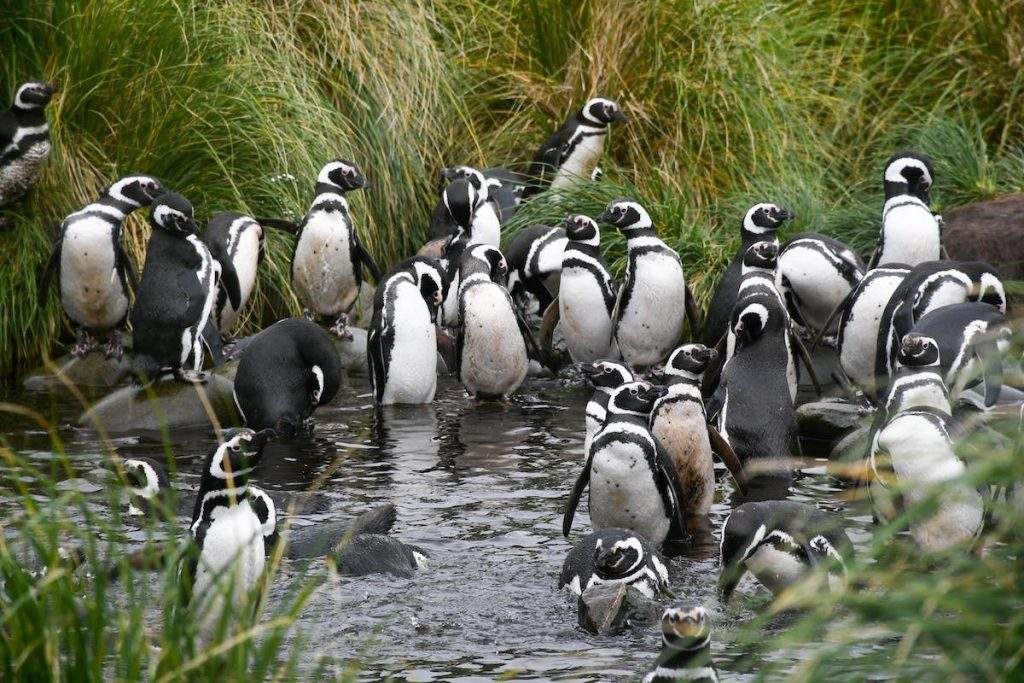 Pingüinos de Magallanes en el Parque nacional Cabo de Hornos en Chile