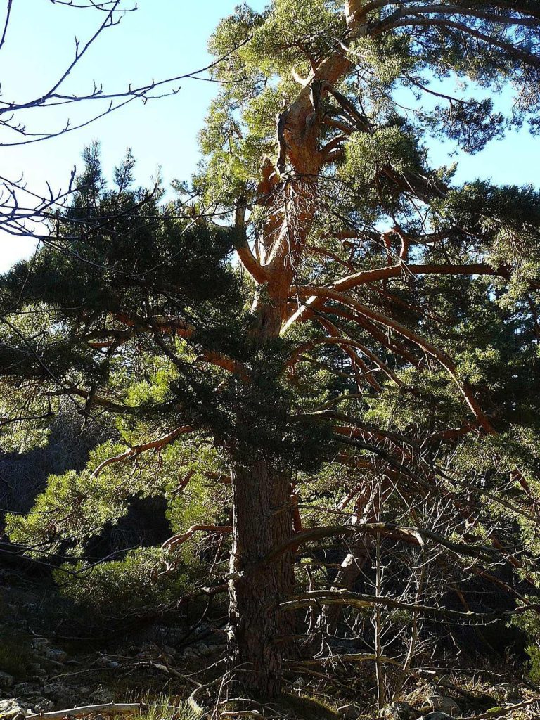 Pino de Bayanaul (Pinus sylvestris var. sibirica