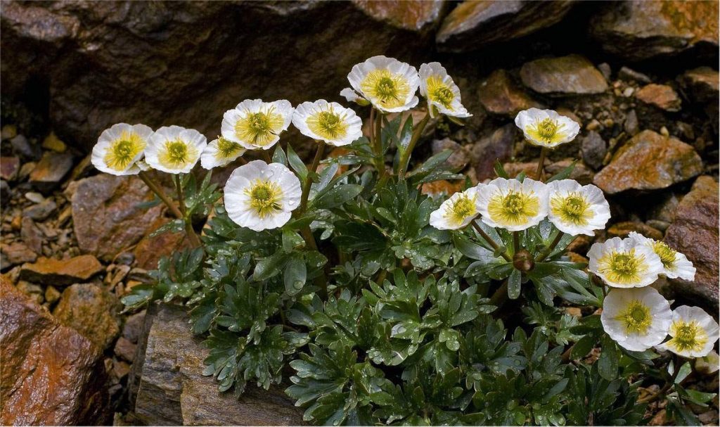 Plantas alpinas del Parque nacional Stelvio en Italia