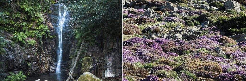 Plantas silvestres y flora autóctona en el Parque Nacional Sierra de las nives