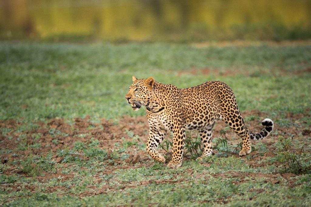 Reservas de fauna en Chad