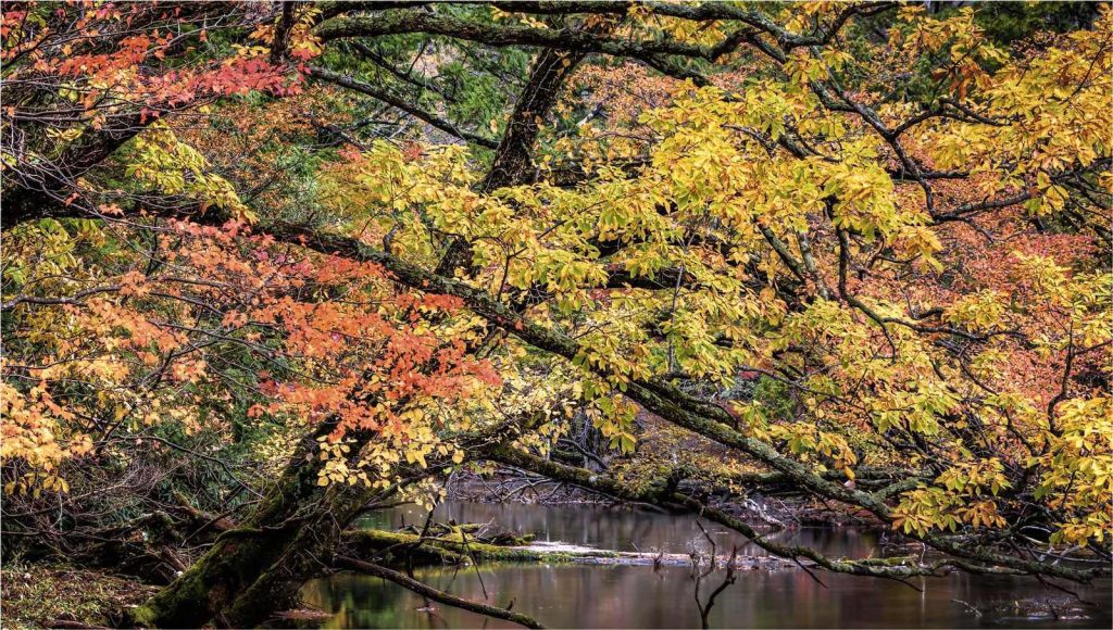 Río Yukawa: paisaje colorido durante el otoño en Japón