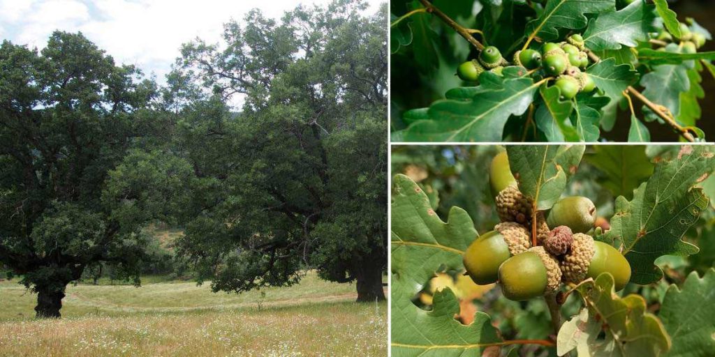 Robles georgianos (Quercus iberica)