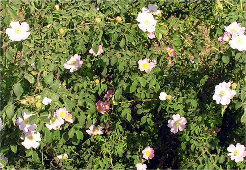 Rosa silvestre (Rosa canina) en Altyaghach, Azerbaiyán