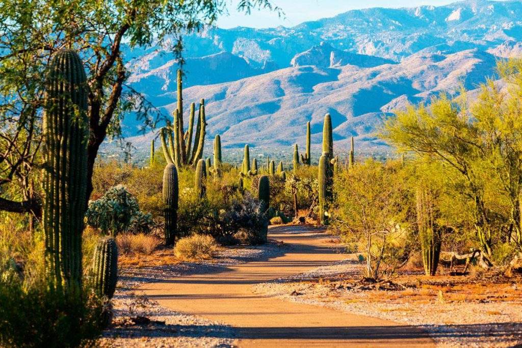 Parque Nacional de Saguaro