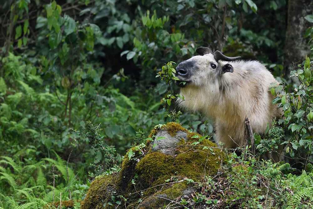 Takin (Budorcas taxicolor) en Sichuan, China