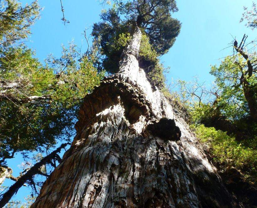 Tronco del alerce milenario